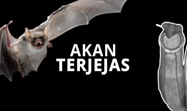 [INFOGRAFIK] Lemang periuk kera