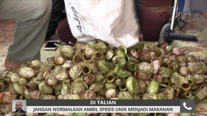 Jangan normalkan ambil spesis unik menjadi makanan