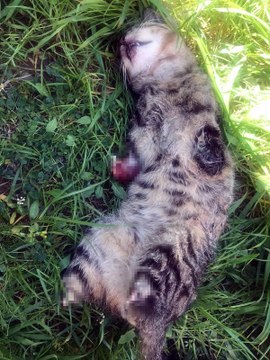 TURGUTLU'DA BİR KEDİ DAHA BACAKLARI KESİLMİŞ OLARAK ÖLÜ BULUNDU