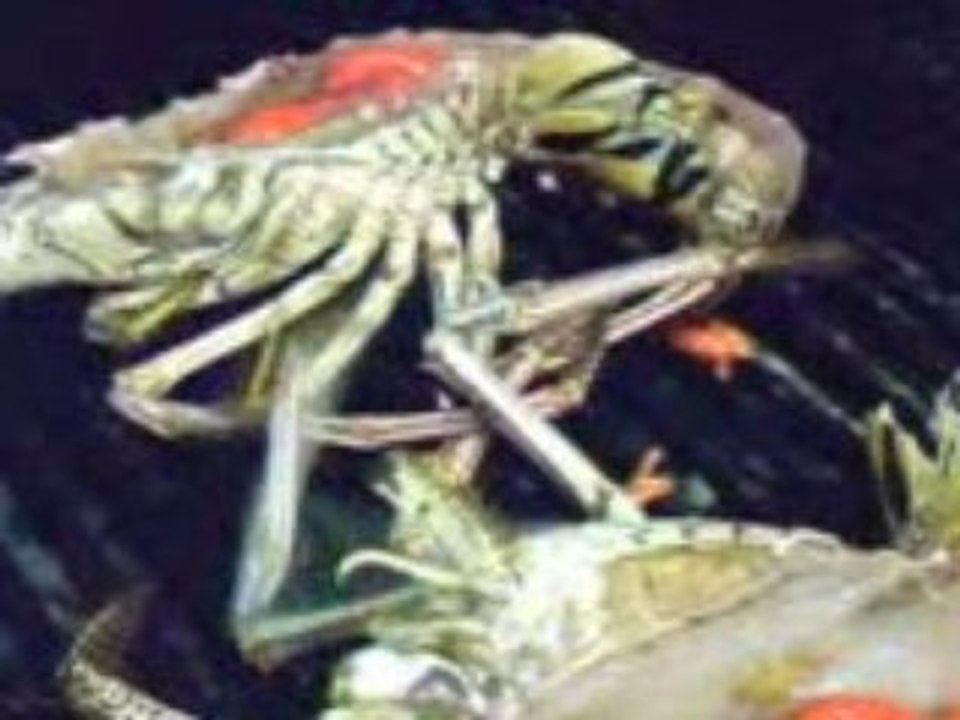 Les recettes culinaire