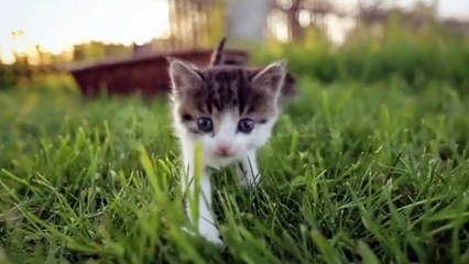 Cutest baby animals ever 