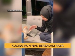 #Bualan 11 Jun: Kucing pun nak bersalam raya