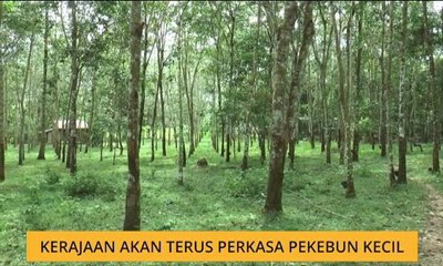 Kerajaan akan terus perkasa pekebun kecil