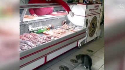 "Yeşim Kedi" ile tanınan kasabı, minik dostları bir an olsun yalnız bırakmıyor