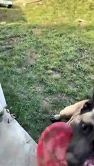 Belgium Malinois Leaps Without Looking