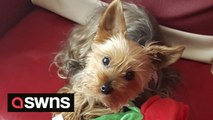 Yorkshire Terrier saved owner's life after acting up to alert her to a cancerous lump