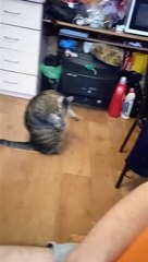 Large Cat Sits Up Like a Person