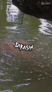 Pakan alternatif ikan nila , hemat hasil diluar dugaan