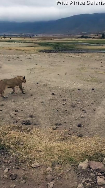 Young Lion Fails to Catch Warthog