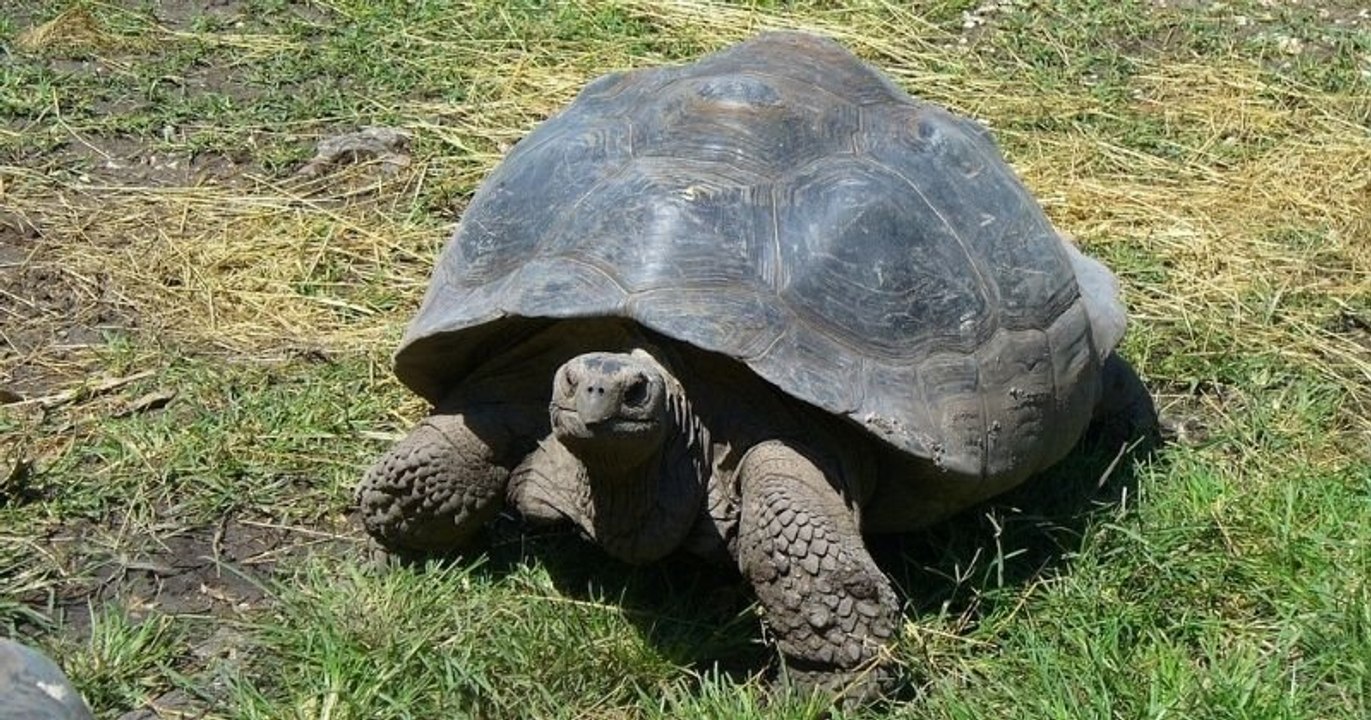 Des tortues géantes, d'une espèce encore inconn...