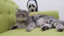Cats vs Ghostface 2 react LOL pranks !! Scream