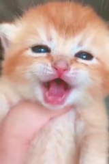 Funniest Cats and Dogs  LOL 3 cuties videos!