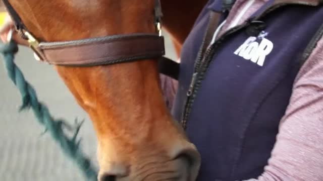 Un estudio de la Universidad de Bristol asegura que la terapia con caballos mejora la vida de las personas