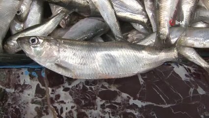 Vitamin deposu 'tirsi'... Su Ürünleri Mühendisi Ali Akçakaya: "Tirsi balığı tamamı ile enerji depoluyor"