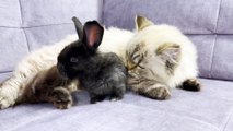 Fluffy Cat vs Two Baby Rabbits