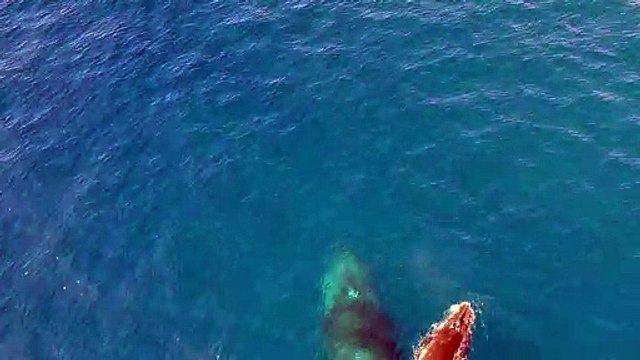 Humpback Whale and Calf in Socorro