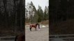 Horse Attempting Side-Walk Hops Like Rabbit Instead