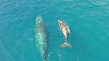 Humpback Whale and Calf in Socorro