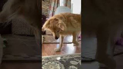Golden Pounces on Light Dot on Rug