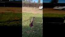 Belgium Malinois Leaps Without Looking