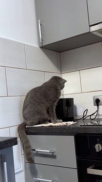Toaster Startles Kitty Off the Counter