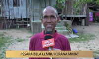 Khabar Dari Kelantan : Pesara bela lembu kerana minat