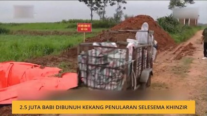 2.5 juta babi dibunuh kekang penularan selesema khinzir