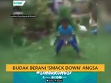 Budak berani 'smack down' angsa