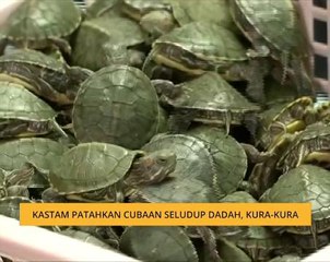Kastam patahkan cubaan seludup dadah, kura-kura
