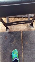 Transporting a Wheelbarrow Full of Baby Goats