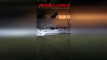 Kampüsler de başıboş köpeklerin işgali altında! KYK yurdu önünde öğrenciye saldırı