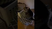 Tabby Cat Traps Sister Cat in Laundry Basket
