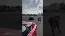 Bull Chases off Mercedes Spinning Donuts in Parking Lot