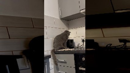 Toaster Startles Kitty Off the Counter