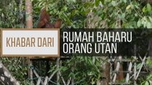 Khabar Dari Sarawak: Rumah baharu orang utan
