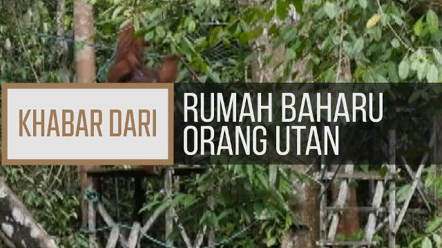 Khabar Dari Sarawak: Rumah baharu orang utan