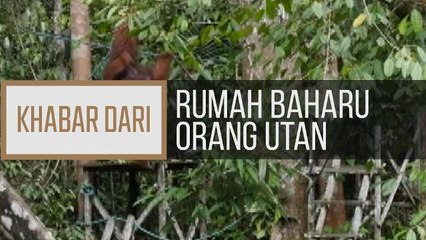 Khabar Dari Sarawak: Rumah baharu orang utan