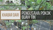 Khabar Dari Pulau Pinang: Pengusaha pokok buah tin