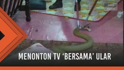 Sekeluarga tak sedar menonton tv 'bersama' ular