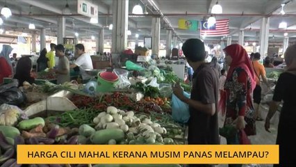 Harga cili mahal kerana musim panas melampau?