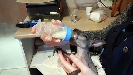 L'heure de la tétée pour Joey Jumper, le bébé wallaby d'Uppie
