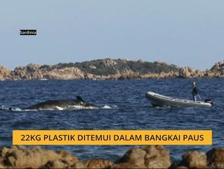 22kg plastik ditemui dalam bangkai paus