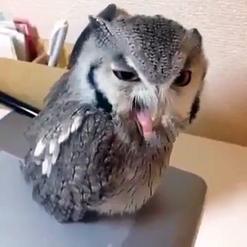 Owl cry -funny shorts | البومة تبكي مضحك