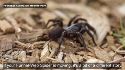 High rainfall leads to increased funnel web spider activity | March 15, 2022 | ACM