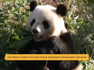 Zoo Berlin harap dua ekor panda gergasinya mengawan tahun ini