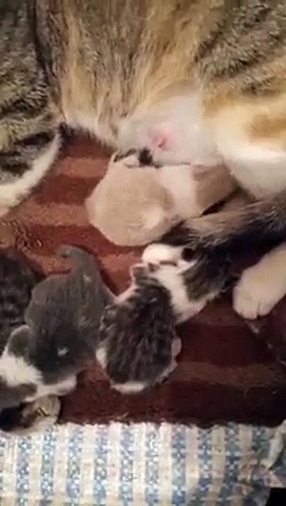 Chat cat funny 1