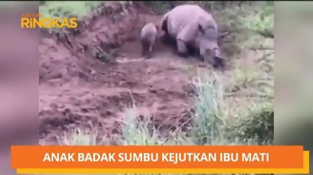 AWANI Ringkas: Guru disiplin ditangisi ketika majlis perpisahan & anak badak sumbu kejutkan ibu mati