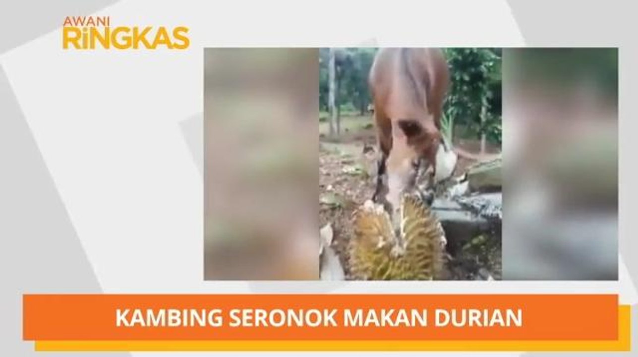 AWANI Ringkas: Kambing seronok makan durian & T...
