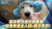 薩摩耶洗澡洗到睡著? 一臉無奈讓主人喊:我才累吧!