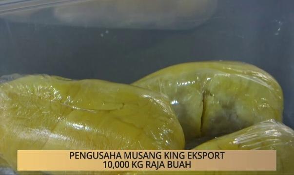 Khabar Dari Kelantan: Pengusaha Musang King eksport 10,000 kg raja buah